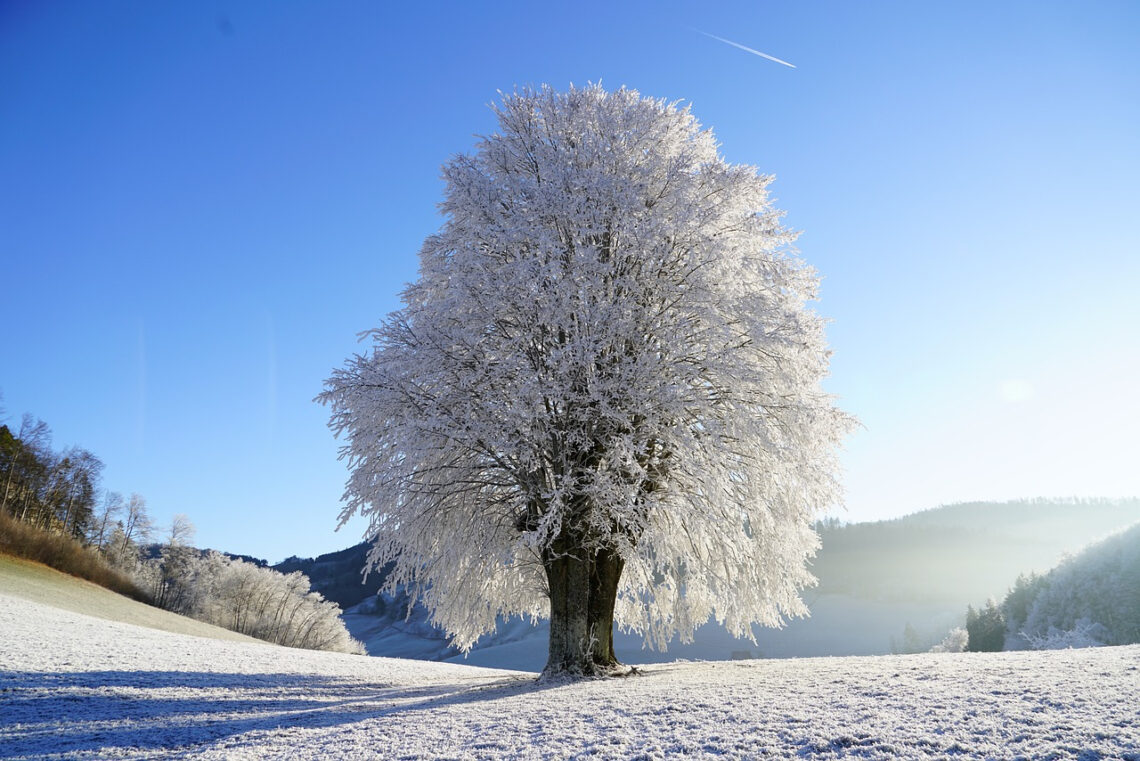 Comment Appelle T On Un Arbre Qui Perd Ses Feuilles En Hiver