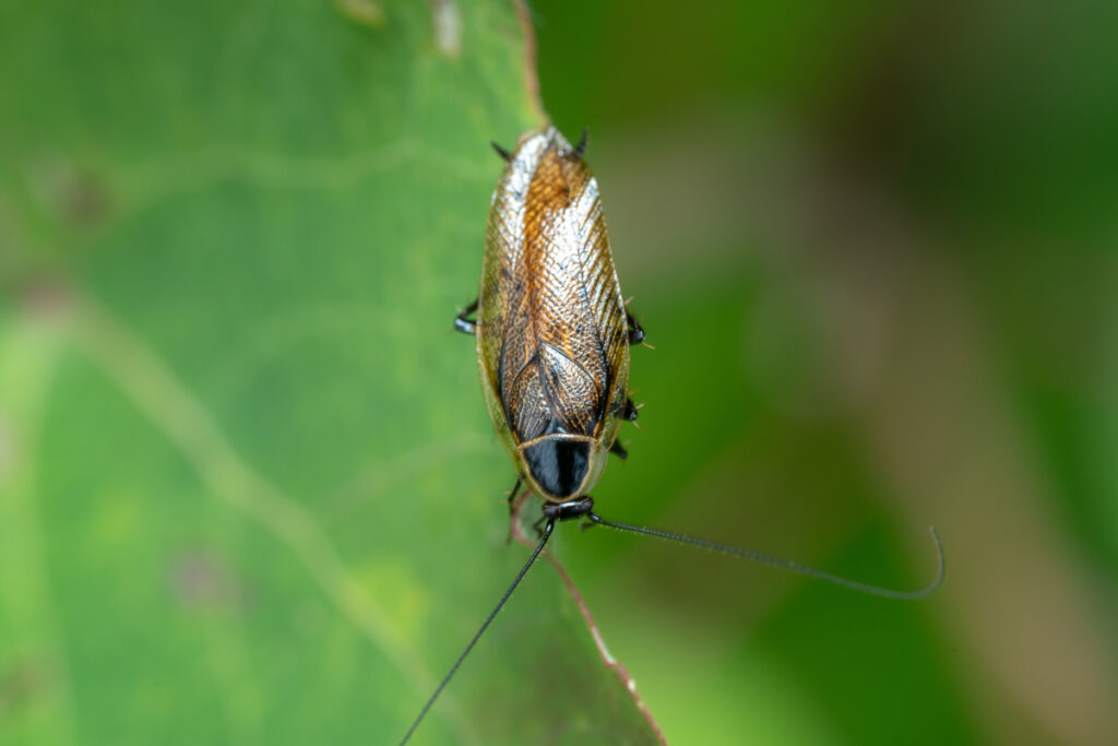 Comment se débarrasser des blattes et cafards de jardin