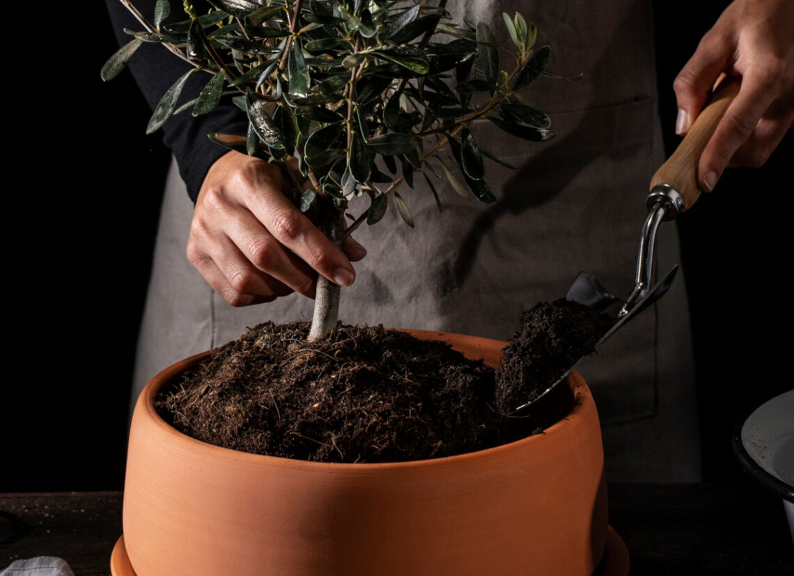 Olivier En Pot Comment Cultiver Cet Arbre Et Entretenir Un Olivier En Pot