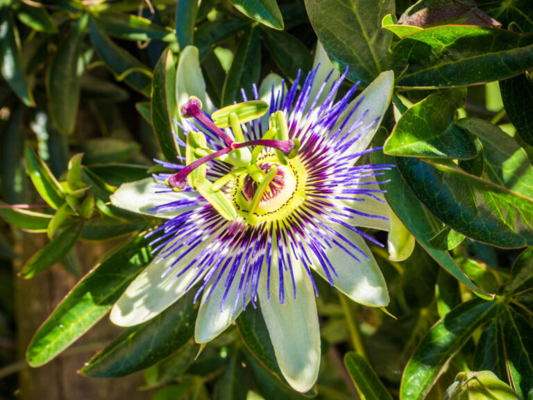 Quelles Plantes Associer Avec Un Olivier