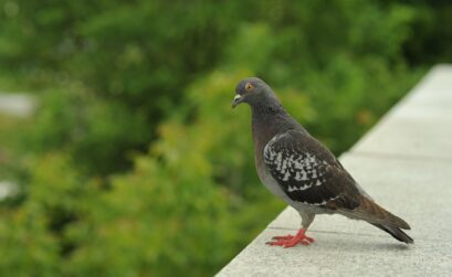 oiseaux jardin