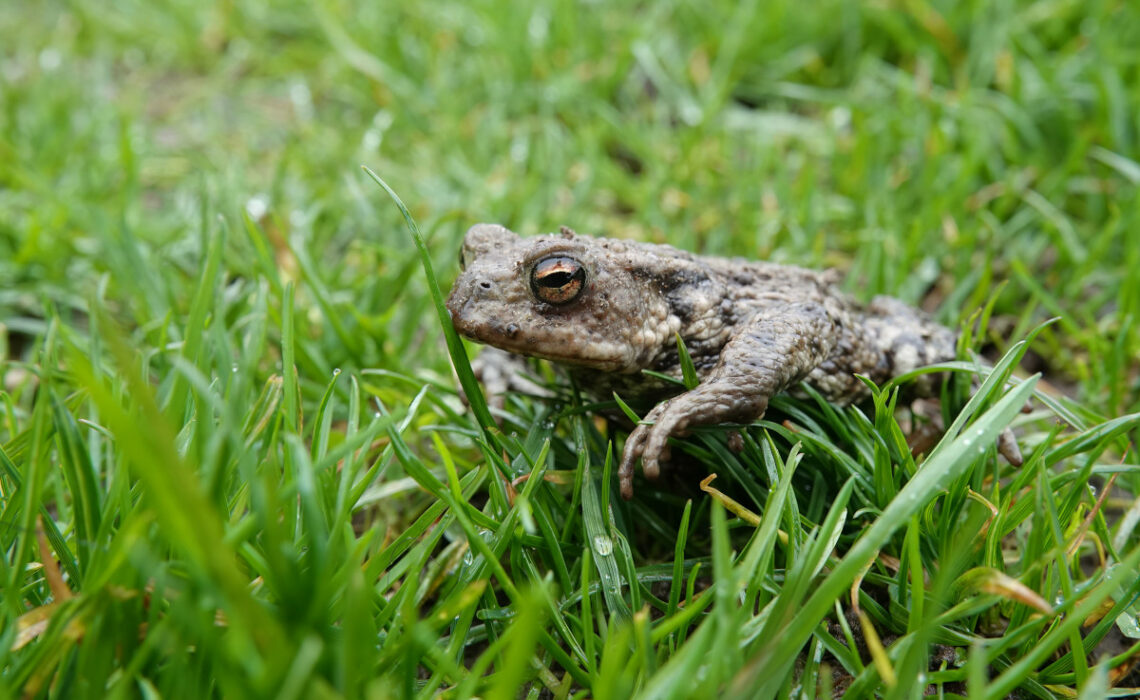 crotte de crapaud