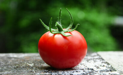 Cultiver des tomates : comment choisir la bonne variété