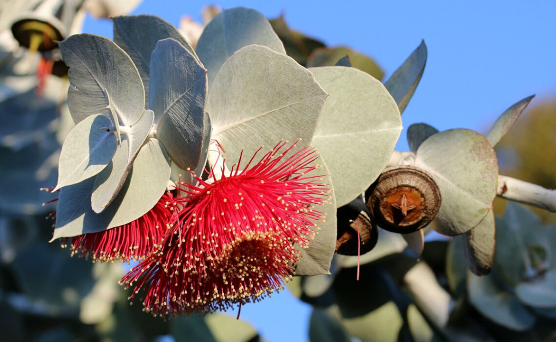 eucalyptus