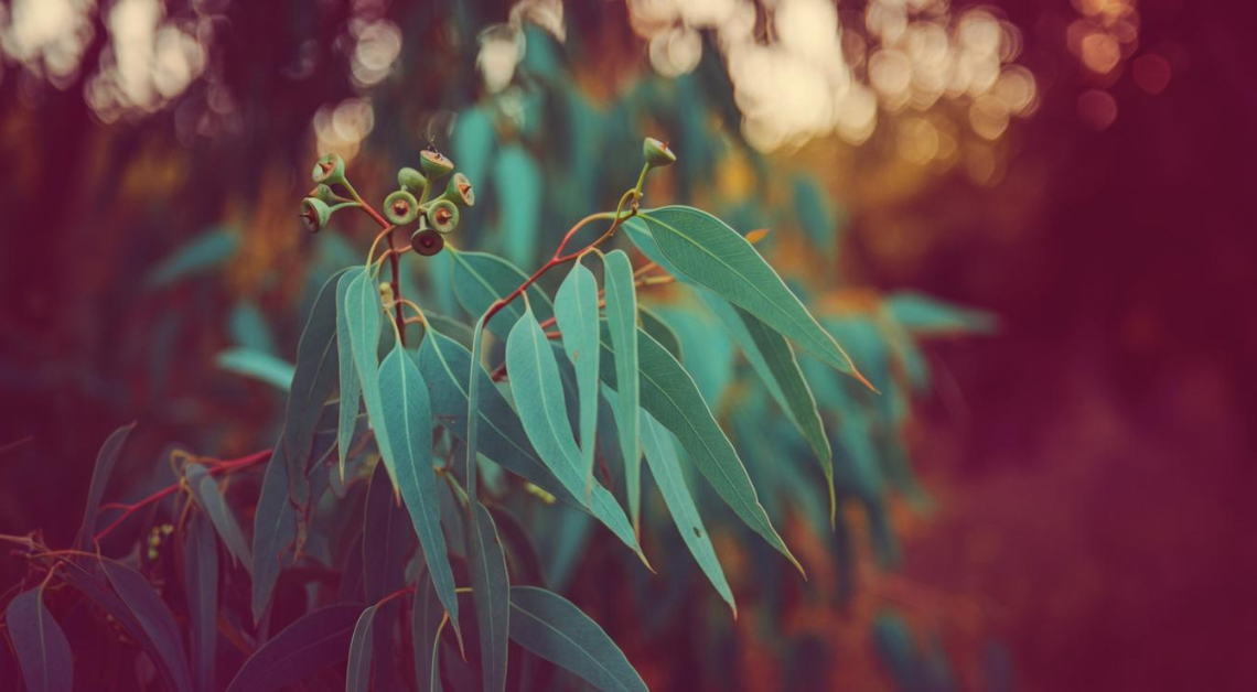 eucalyptus gunnii