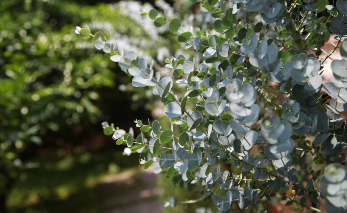 eucalyptus gunnii