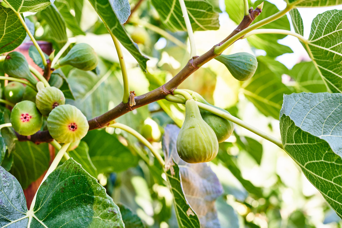 figuier en jardinage