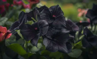 fleurs noires rares