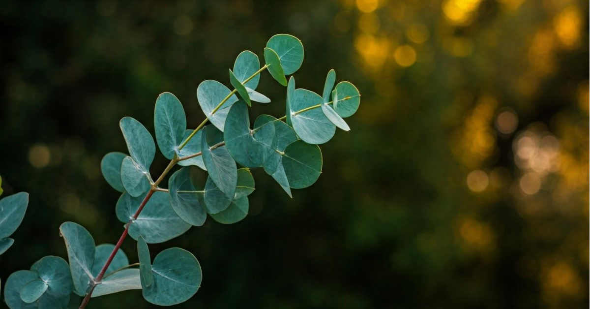 inconvénients eucalyptus