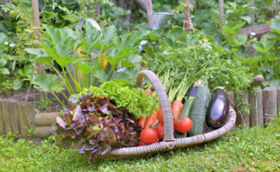 meilleur goût légumes