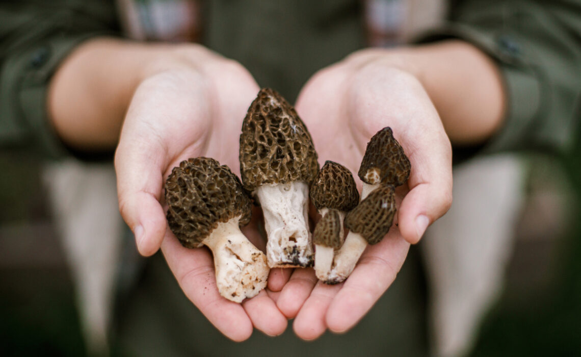 morilles france