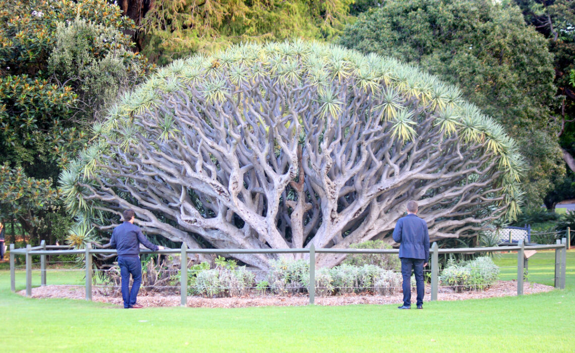 sites arbres