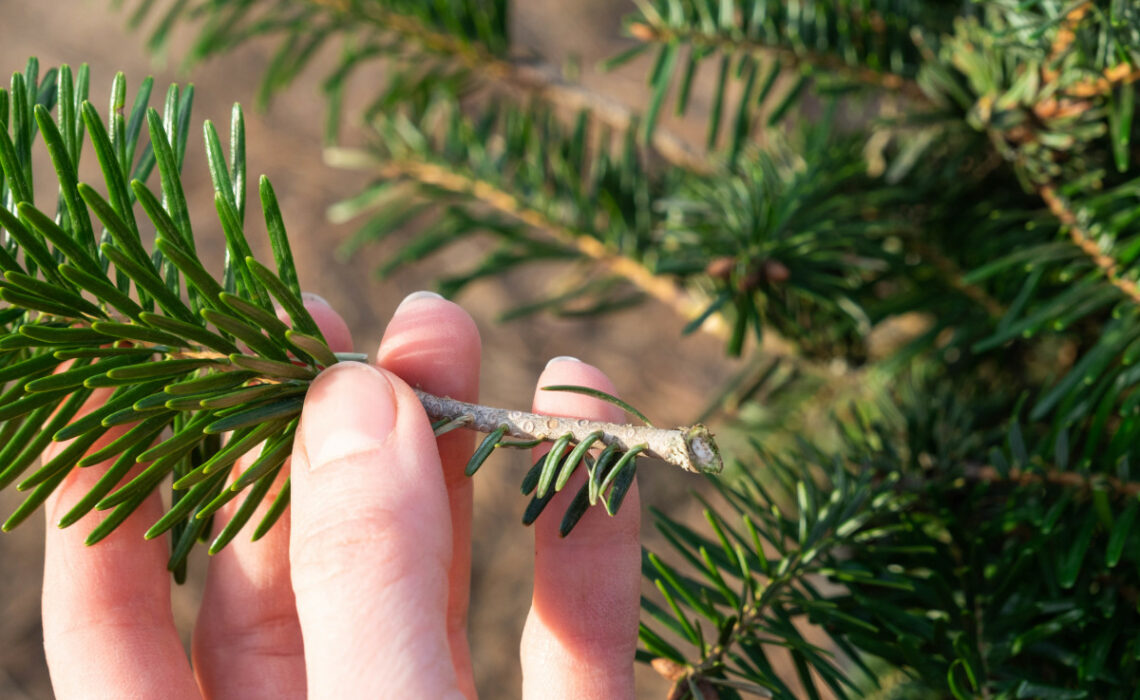 tailler un sapin