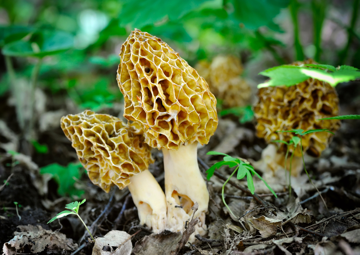 trouver morilles france